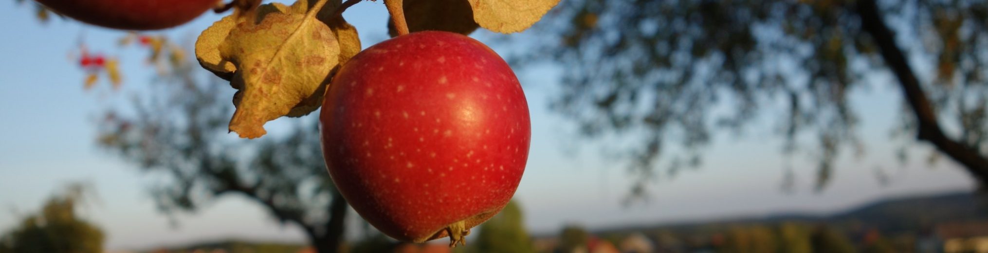Kopfbild Apfel